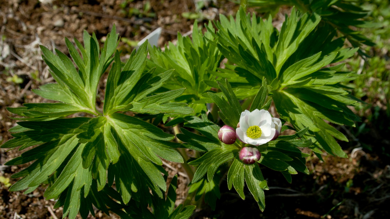 Image of Anemonastrum fasciculatum specimen.