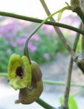 Aristolochia macrophylla