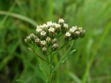 Achillea alpina. Общее соцветие. Приморье, Находкинский городской округ, окр. пос. Авангард, на поляне. 04.07.2016.