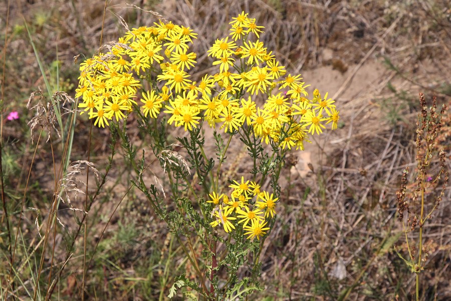 Изображение особи Senecio jacobaea.