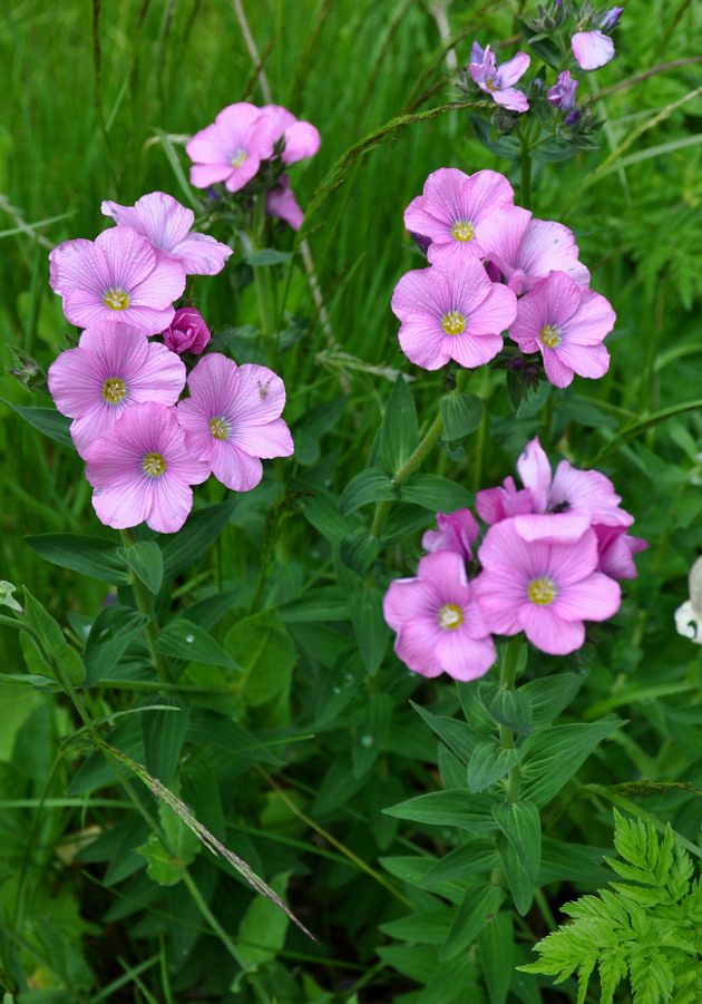 Image of Linum hypericifolium specimen.