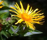 Inula helenium