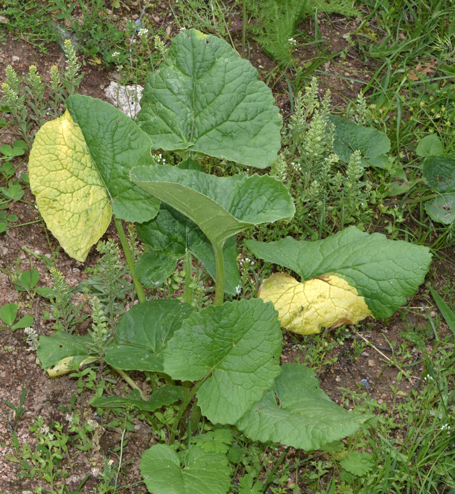 Image of Ligularia thomsonii specimen.