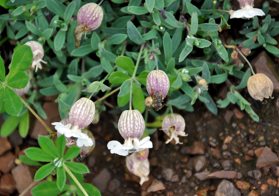 Image of Oberna uniflora specimen.