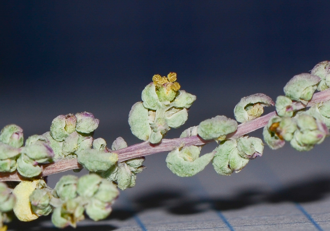 Image of Suaeda palaestina specimen.