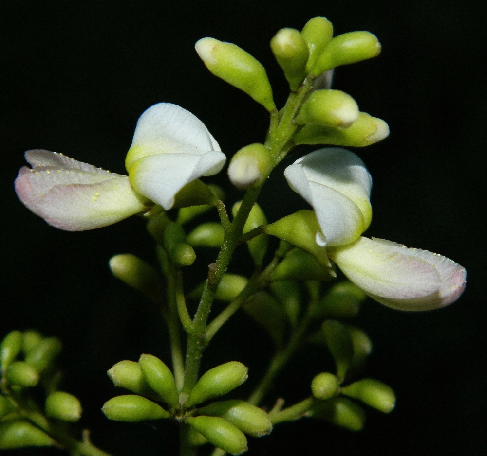 Image of Styphnolobium japonicum specimen.