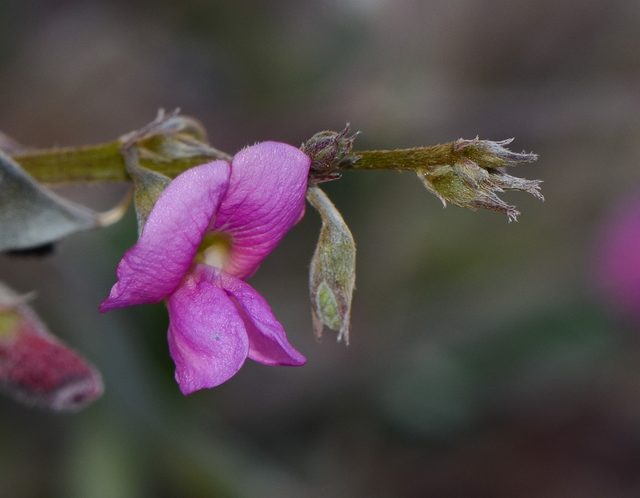 Image of Tephrosia apollinea specimen.