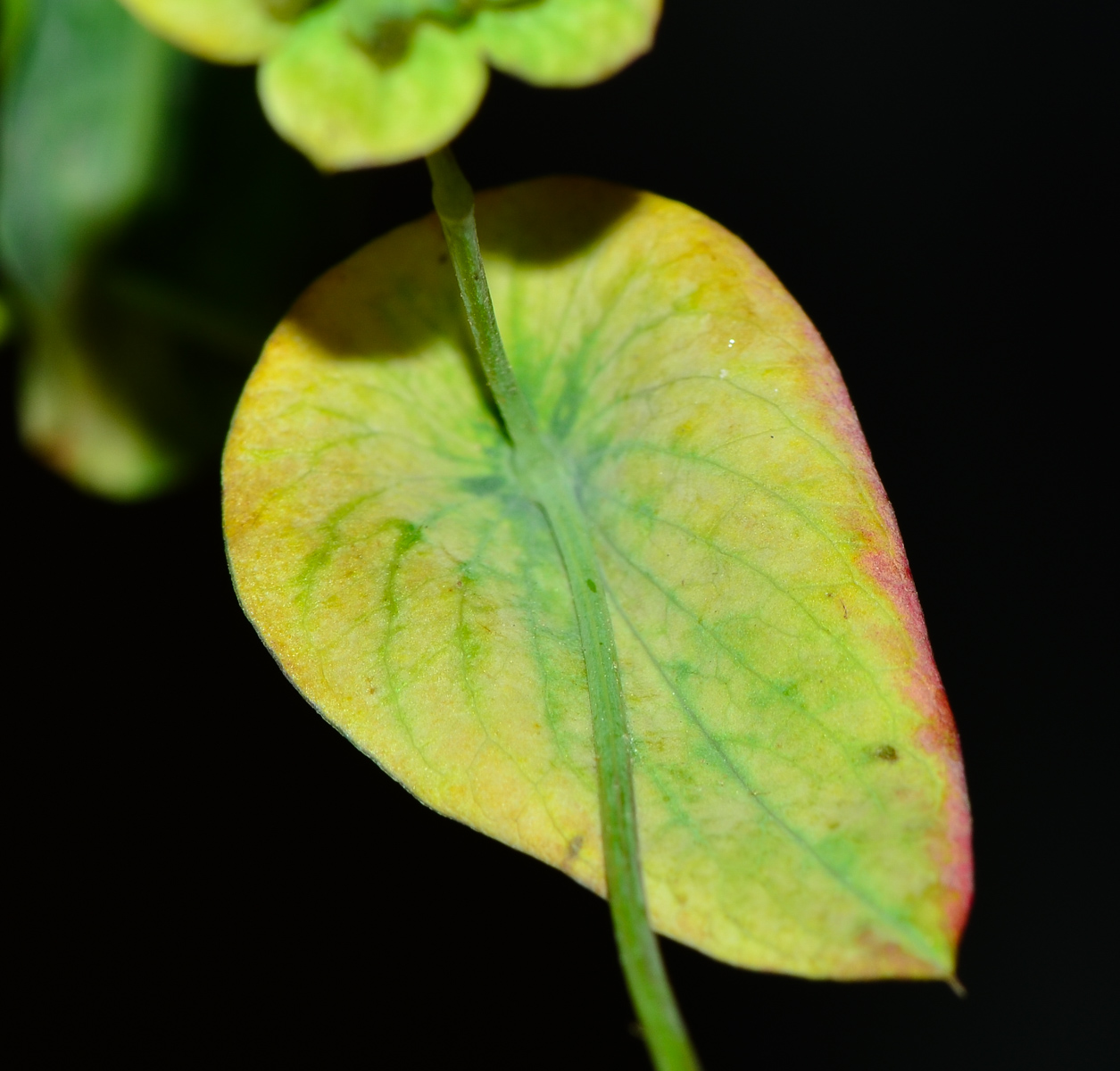 Image of Bupleurum subovatum specimen.