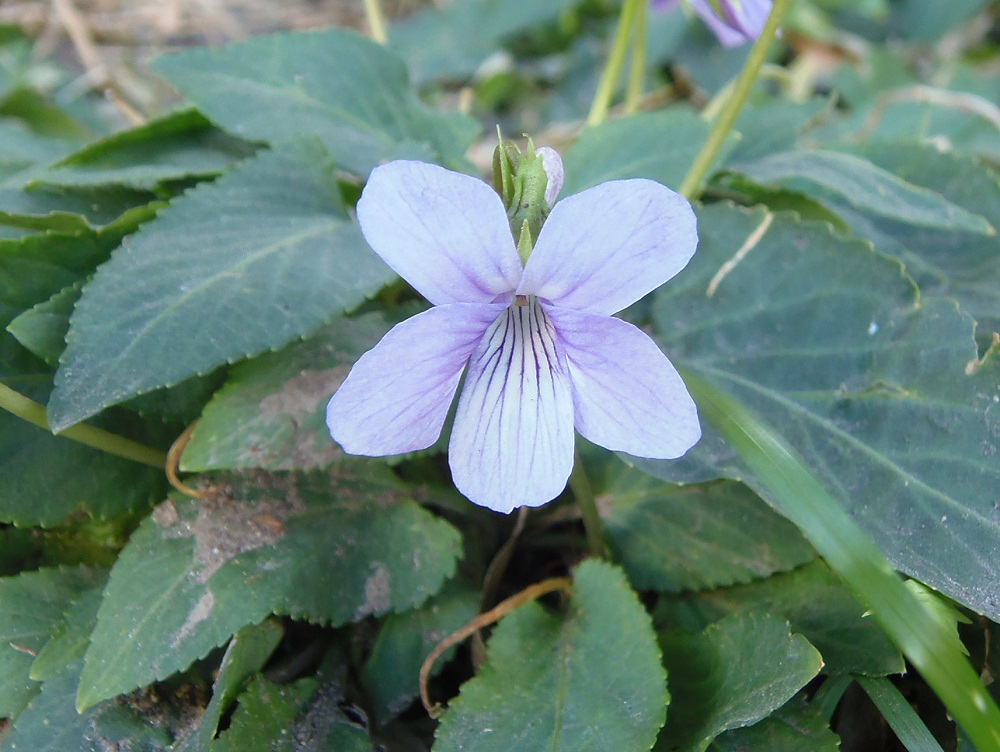 Image of genus Viola specimen.