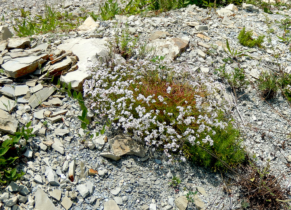 Image of Asperula lipskyana specimen.