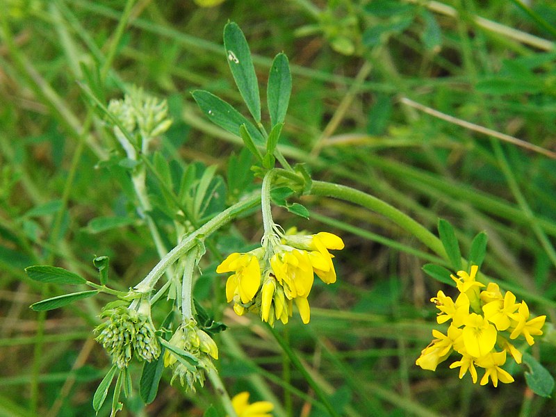 Image of Medicago falcata specimen.