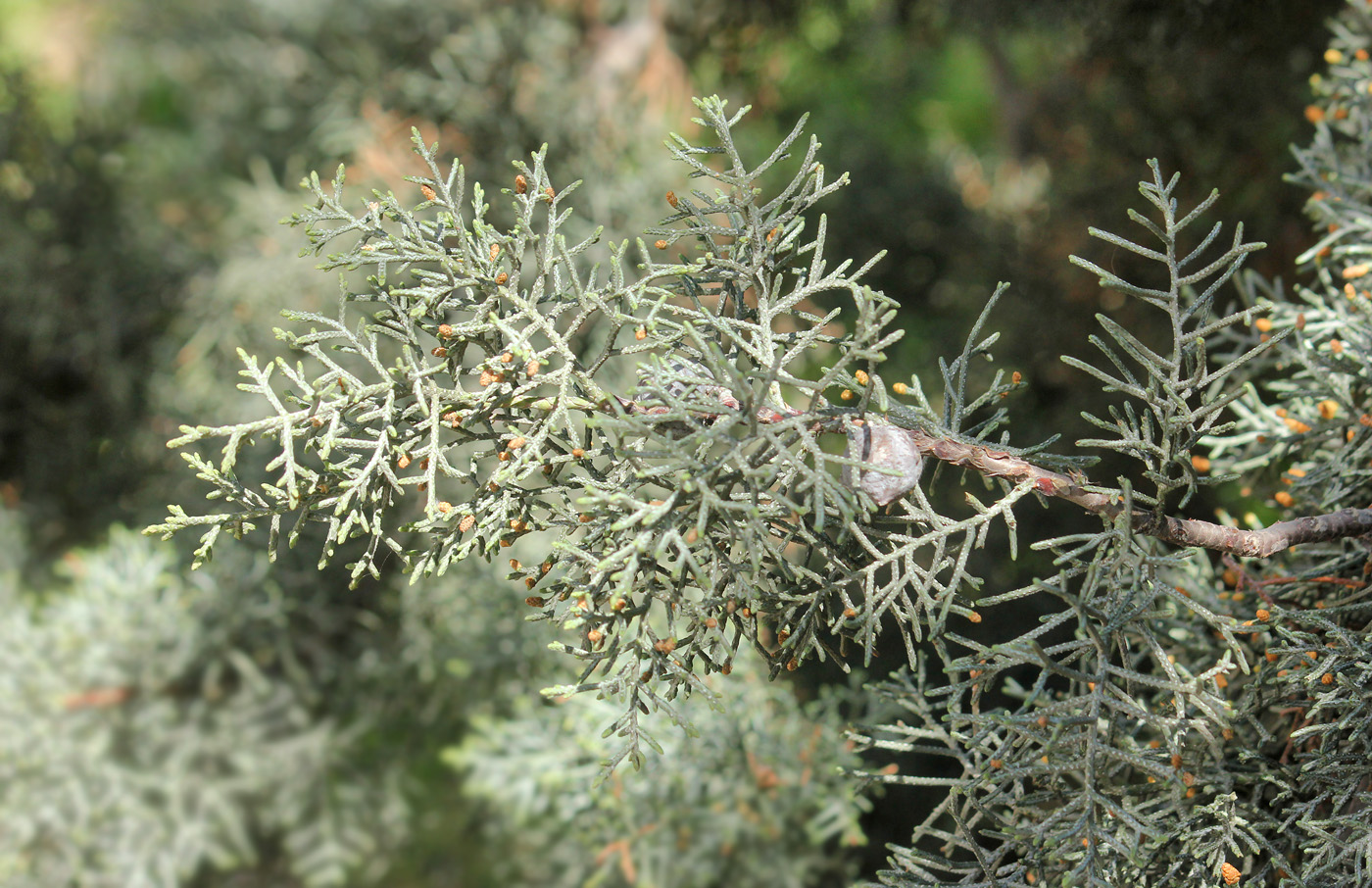 Image of Cupressus arizonica specimen.