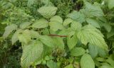 View full-size image Rubus idaeus