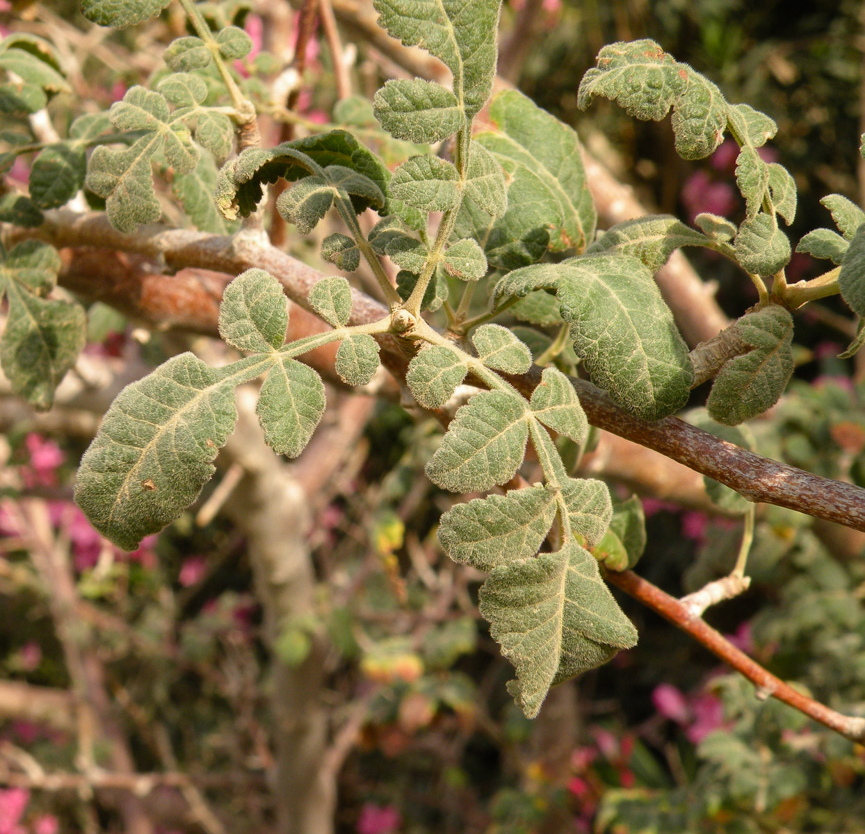 Image of Bursera hindsiana specimen.
