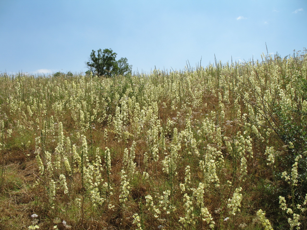 Image of Delphinium semibarbatum specimen.