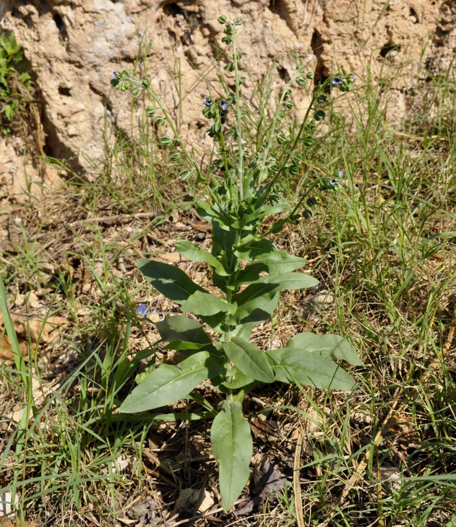 Изображение особи Cynoglossum creticum.