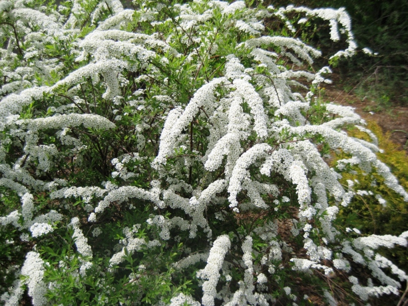 Image of Spiraea &times; cinerea specimen.