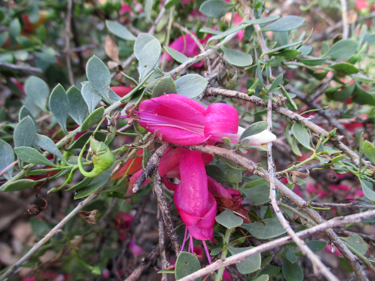 Image of Eremophila brevifolia specimen.