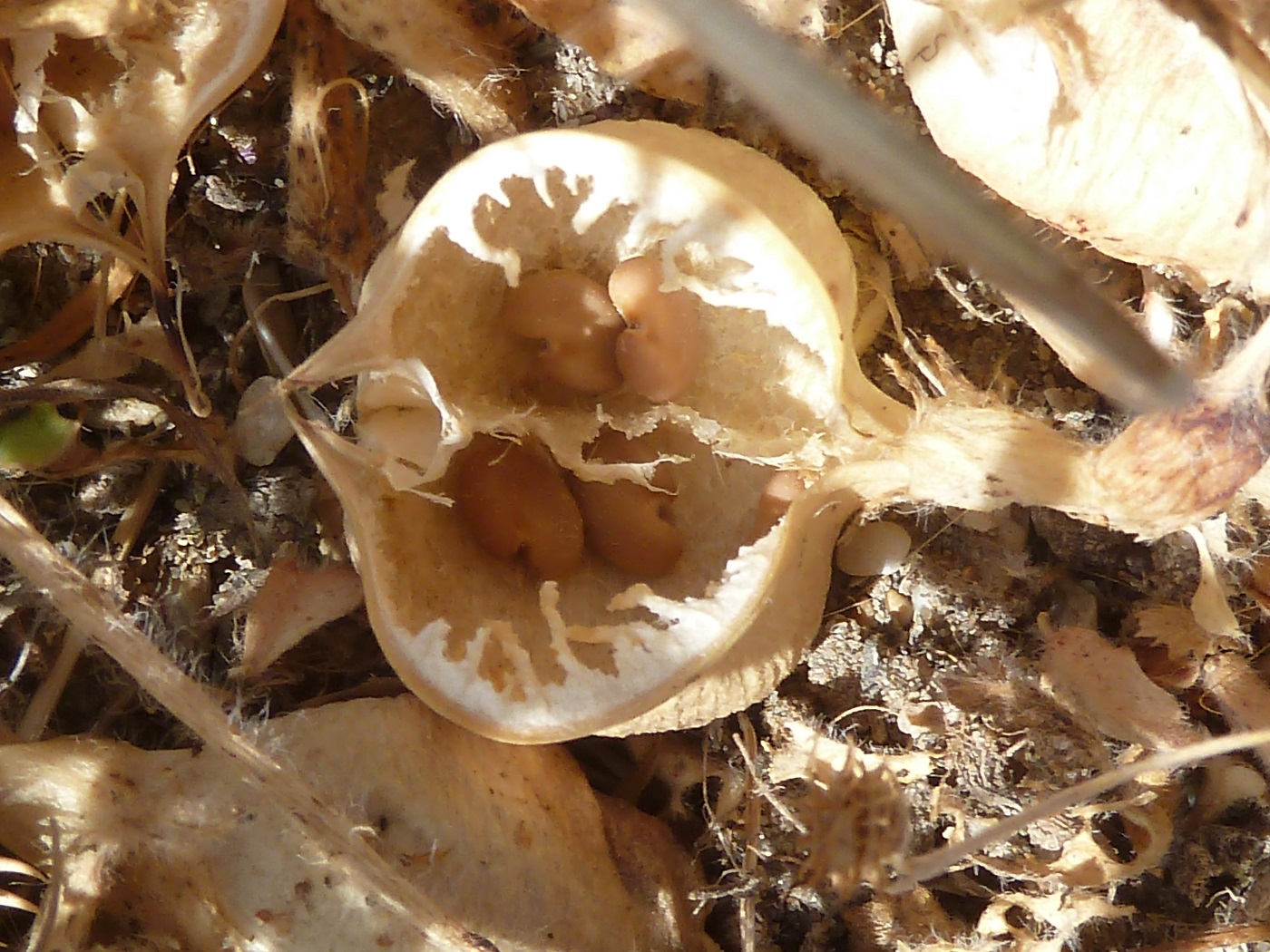 Изображение особи Astragalus bakuensis.