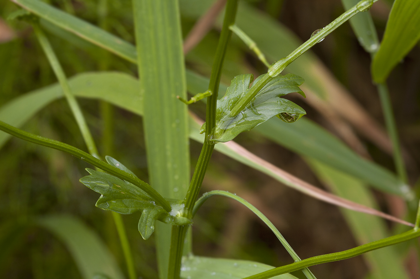 Image of Barbarea arcuata specimen.