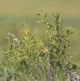 Смотреть изображение Caragana microphylla