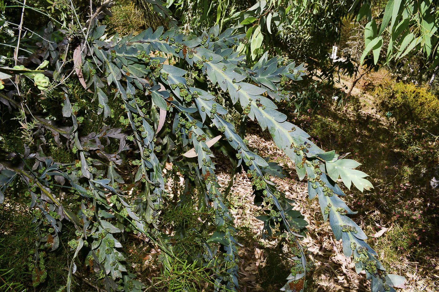 Image of Acacia glaucoptera specimen.