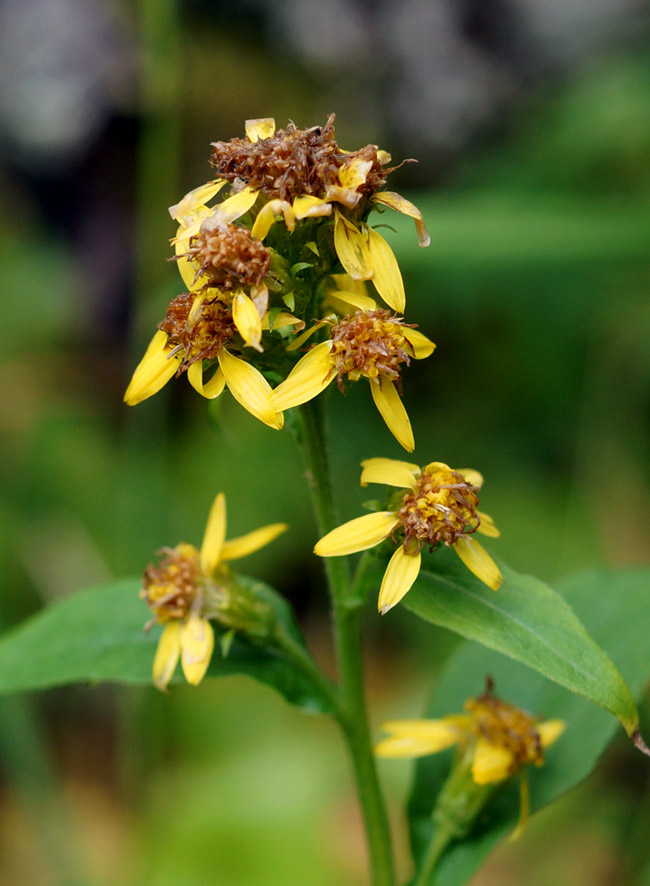 Изображение особи Solidago cuprea.