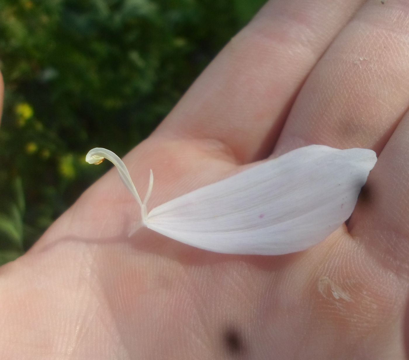 Image of Cosmos bipinnatus specimen.