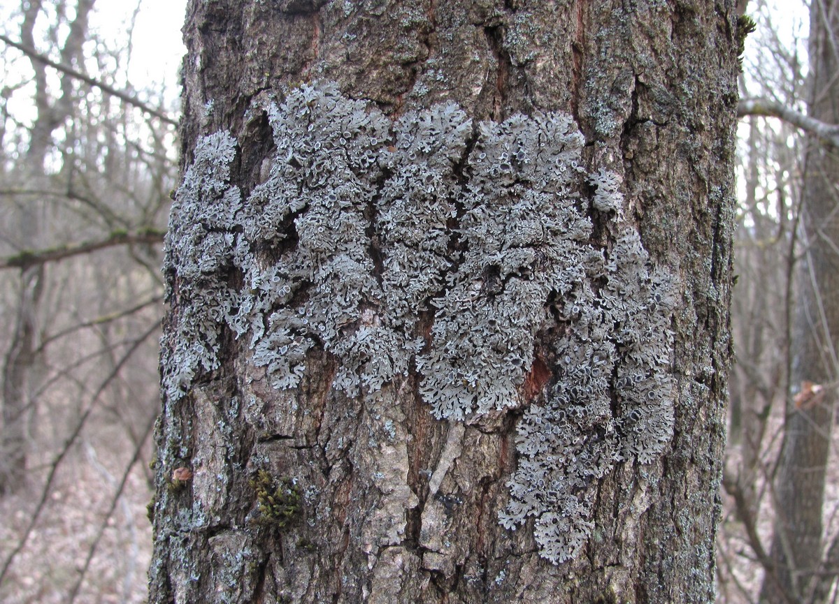 Image of genus Physcia specimen.