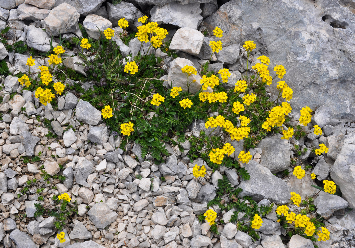 Image of Draba scabra specimen.