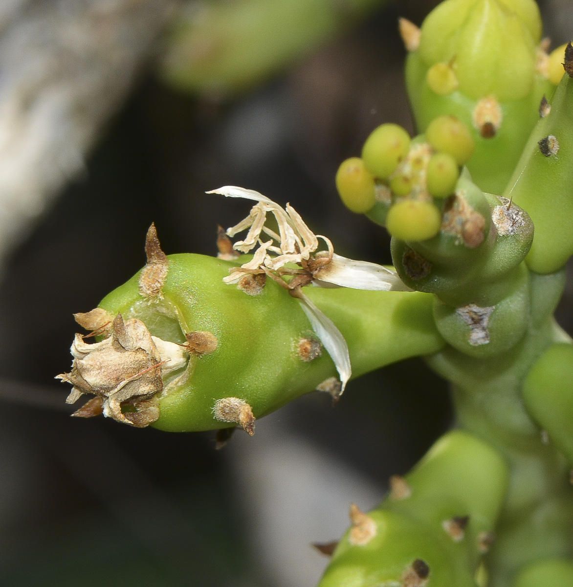 Image of Cylindropuntia leptocaulis specimen.