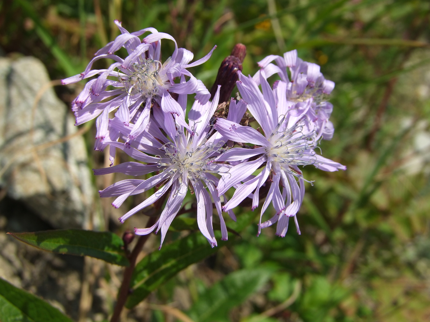 Image of Lactuca sibirica specimen.