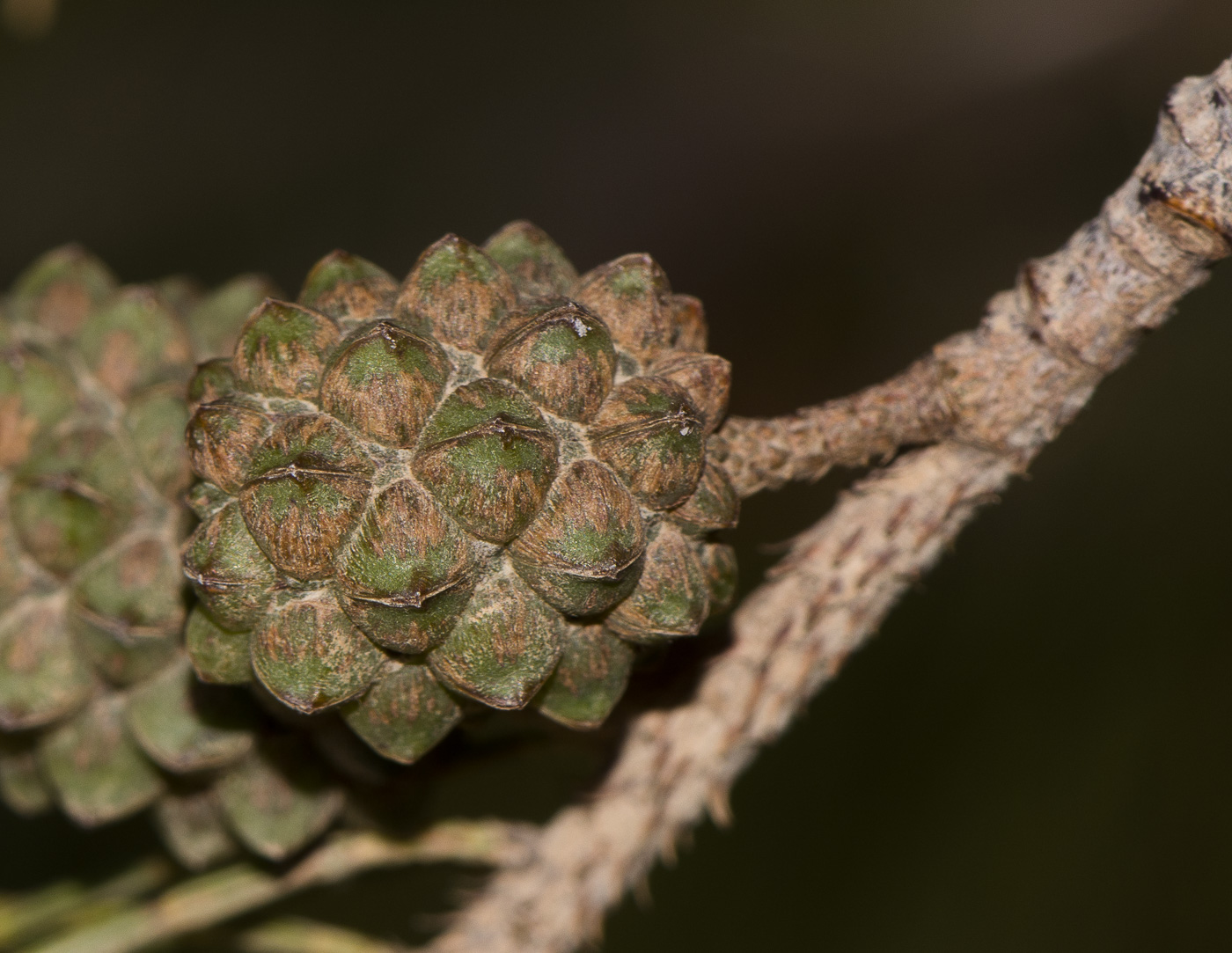 Image of Casuarina equisetifolia specimen.