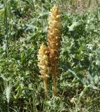 Orobanche amethystea