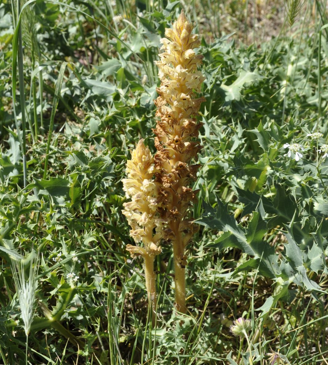 Изображение особи Orobanche amethystea.