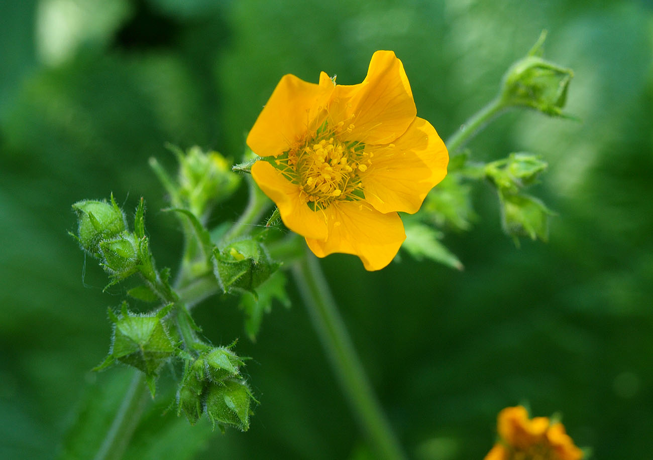 Изображение особи Woronowia speciosa.