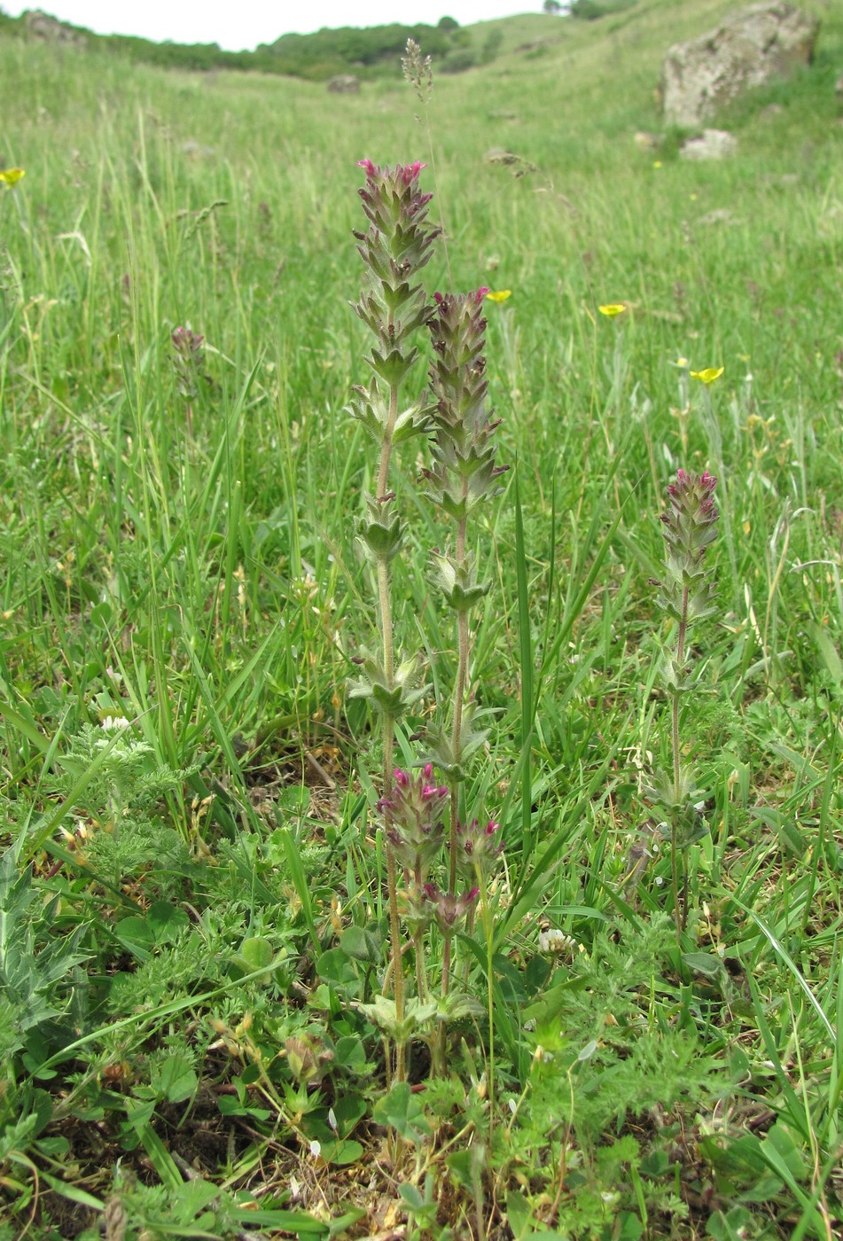 Image of Parentucellia latifolia specimen.