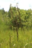 Calamagrostis canescens