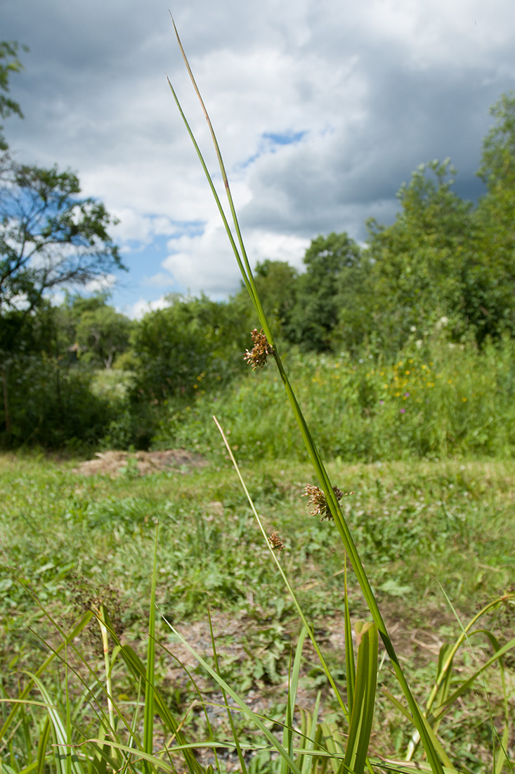 Image of Juncus effusus specimen.