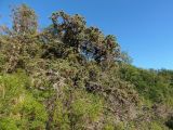 Juniperus deltoides. Взрослое дерево. Крым, Белогорский р-н, возле Топловского монастыря, лесная полянка на склоне возле дороги к источникам. 11.08.2018.