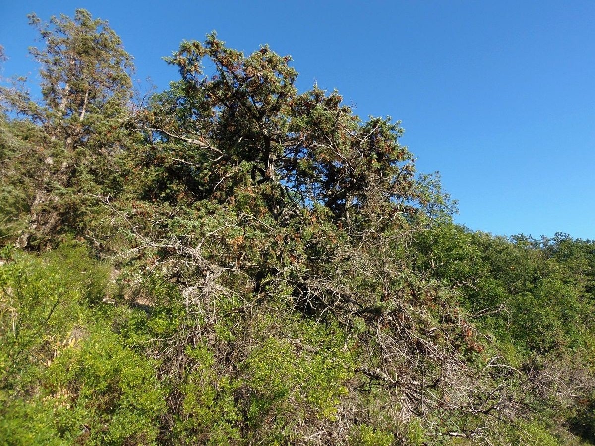 Image of Juniperus deltoides specimen.