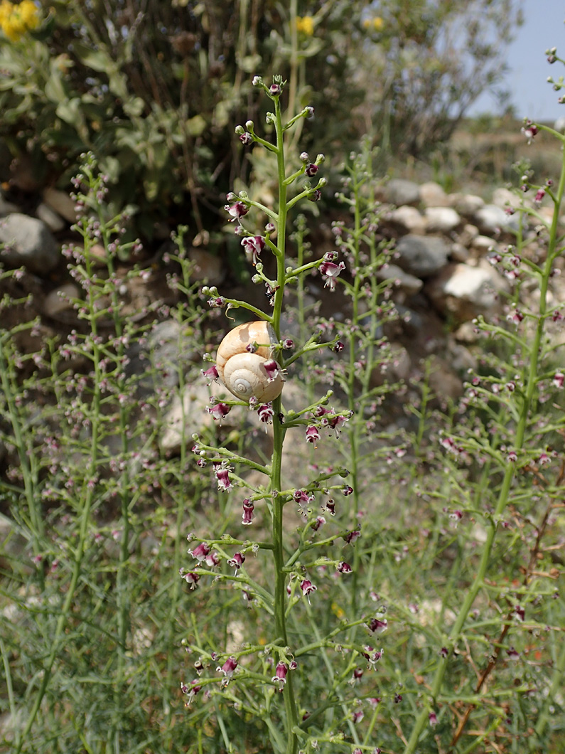 Изображение особи Scrophularia bicolor.
