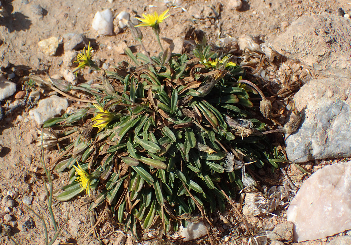 Image of Scorzonera cana specimen.