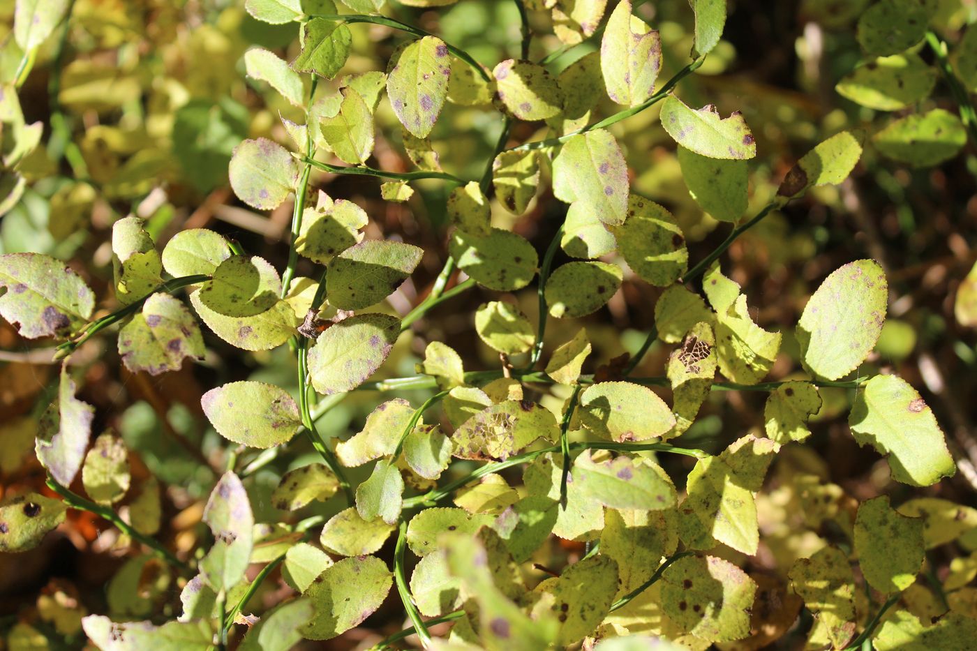 Image of Vaccinium myrtillus specimen.