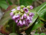 Bergenia crassifolia. Соцветие. Иркутская обл., Слюдянский р-н, долина р. Слюдянка, редкий смешанный лес. 27.05.2018.