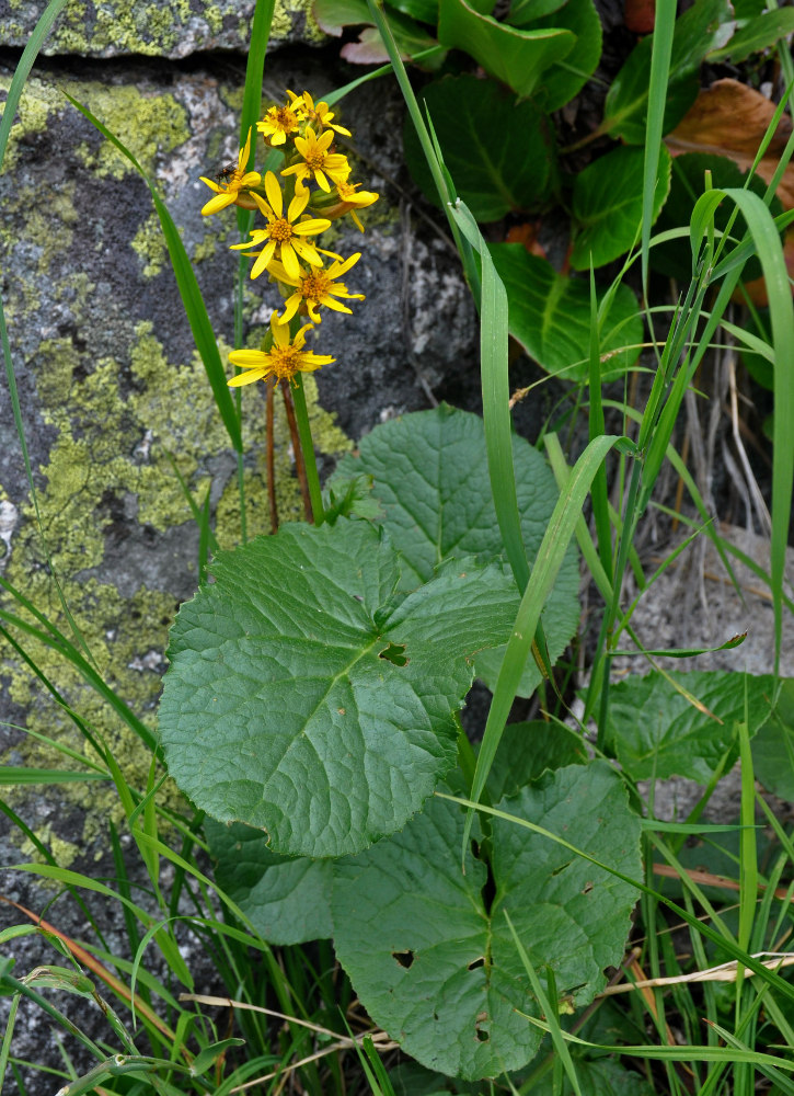 Image of Ligularia sibirica specimen.