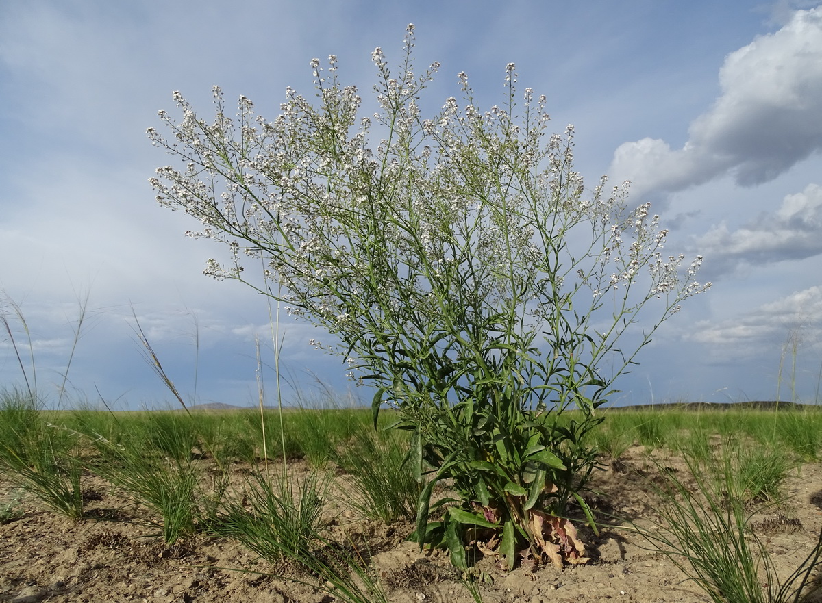 Изображение особи Lepidium ferganense.