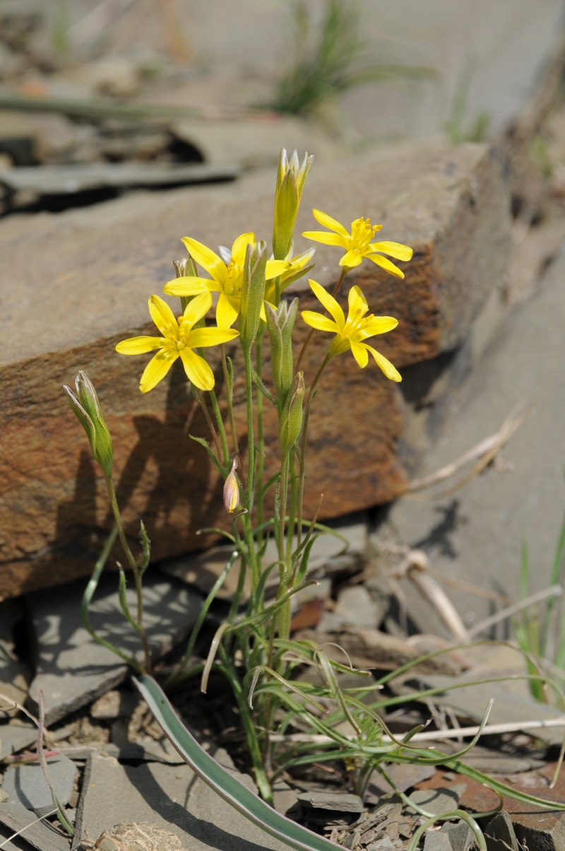 Image of Gagea olgae specimen.