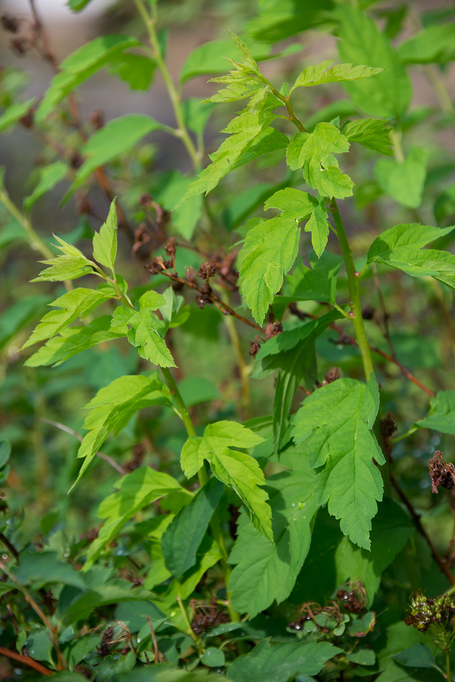 Image of Spiraea chamaedryfolia specimen.