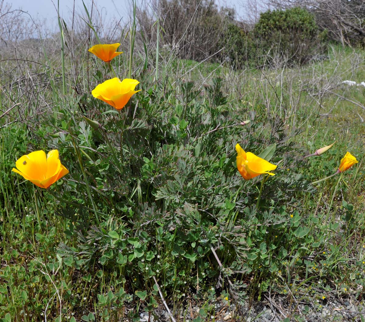 Image of Eschscholzia californica specimen.